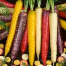 150 Seeds Organic Rainbow Blend Carrot