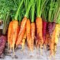 150 Seeds Organic Rainbow Blend Carrot
