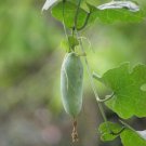 100 Seeds Ivy Gourd Fresh Seeds coccinia grandis