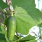 100 Seeds Ivy Gourd Fresh Seeds coccinia grandis