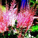 100 Seeds Mighty Pip Astilbe Perennial Flower Seeds