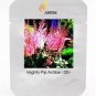 100 Seeds Mighty Pip Astilbe Perennial Flower Seeds