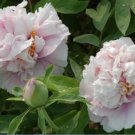 5 Seeds Rare 'Bai Yuan Fen' Pink Multi-petalled Tree Peony Light Fragrant Flower