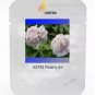 5 Seeds Rare 'Bai Yuan Fen' Pink Multi-petalled Tree Peony Light Fragrant Flower