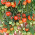 300 Seeds Mixed F1 Hybrid Tomato with Yellow Strip Seeds