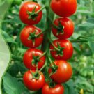 25 Seeds Rare Anhui String of Red Tomato Organic Seeds