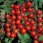 25 Seeds Rare Anhui String of Red Tomato Organic Seeds