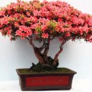 50 Seeds Rose Pink Bonsai Azaleas Rhododendron