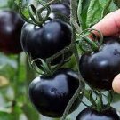 500 Seeds VERY BLACK Rare Tomato Organic Seeds