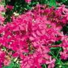 50 Seeds Beautiful Dwarf Sharon Flowers Seeds