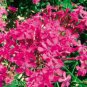 50 Seeds Beautiful Dwarf Sharon Flowers Seeds