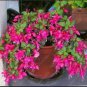 50 Seeds Beautiful Dwarf Sharon Flowers Seeds