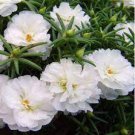 220 Seeds Beautiful White Sun Plant Seeds Original Pack