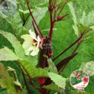 10 Seeds Red Burgundy Okra Herb Seeds