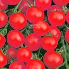 200 Seeds Tomato Family Seeds Over 20 Varities of Fruit for Your Choose