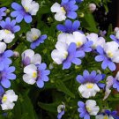 30 Seeds Nemesia Strumosa White Blue Flower Seeds
