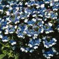 30 Seeds Nemesia Strumosa White Blue Flower Seeds