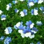 30 Seeds Nemesia Strumosa White Blue Flower Seeds
