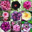 25 Seeds Mixed Different Colorful Adenium Desert Rose Seeds