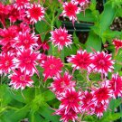 50 Seeds Phlox Flower Garden Courtyard Bonsai Potted DIY Plants