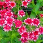 50 Seeds Phlox Flower Garden Courtyard Bonsai Potted DIY Plants