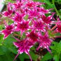 50 Seeds Phlox Flower Garden Courtyard Bonsai Potted DIY Plants