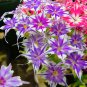 50 Seeds Phlox Flower Garden Courtyard Bonsai Potted DIY Plants