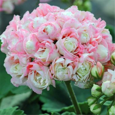 50 Seeds 24 Color Dwarf Geranium Bonsai Fresh Flower Pelargonium