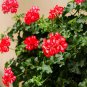 50 Seeds 24 Color Dwarf Geranium Bonsai Fresh Flower Pelargonium