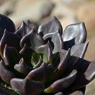 10 Seeds Echeveria Affinis Black