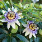 120 Seeds Fresh Passion Flowers