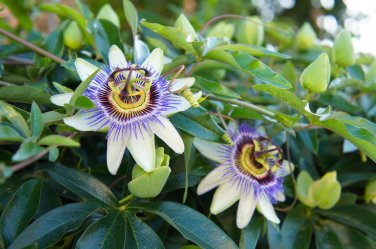 120 Seeds Fresh Passion Flowers