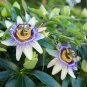 120 Seeds Fresh Passion Flowers