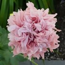 100 Seeds Rare Flemish Antique Corn Poppy Flowers
