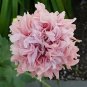 100 Seeds Rare Flemish Antique Corn Poppy Flowers