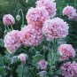 100 Seeds Rare Flemish Antique Corn Poppy Flowers