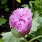 100 Seeds Rare Flemish Antique Corn Poppy Flowers