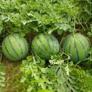 10 Seeds Green Watermelon Vegetable Organic Home Garden