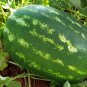 10 Seeds Green Watermelon Vegetable Organic Home Garden
