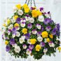 20 Seeds Beautiful Hanging Bonsai Colorful Pansy