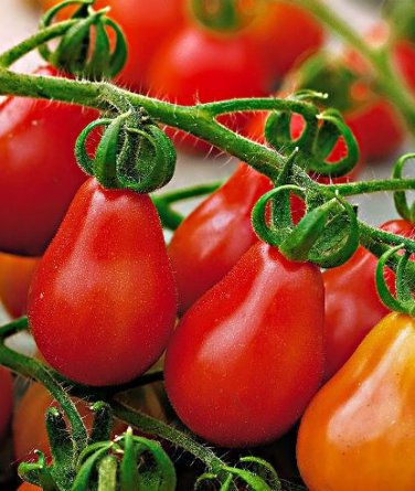 100 Seeds Heirloom Evan's Purple Pear Tomato Seeds