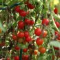 100 Seeds Heirloom Tess's Landrace Cherry Tomato Seeds
