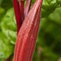 12 Seeds Fresh Red Burgundy Okra Organic Herbs Heirloom Tasty Healthy Red Veggie
