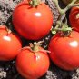 100 Seeds Heirloom Ukraine Red Peal Tomato Seeds