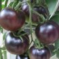 300 Seeds Organic VERY BLACK tomato seeds