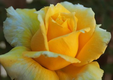 50 Seeds Large Light Yellow Rose Flower