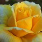 50 Seeds Large Light Yellow Rose Flower