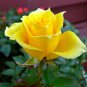 50 Seeds Large Light Yellow Rose Flower