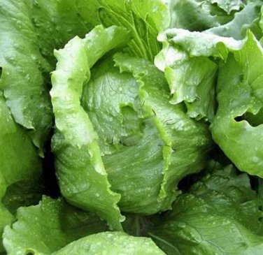 160 Seeds ICEBERG LETTUCE Lactuca Vegetable Seeds