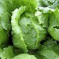 160 Seeds ICEBERG LETTUCE Lactuca Vegetable Seeds